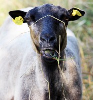 /album/fotogalerie-shetlandske-ovce/farma-beskydy-foto-cieslar-3448-jpg1/